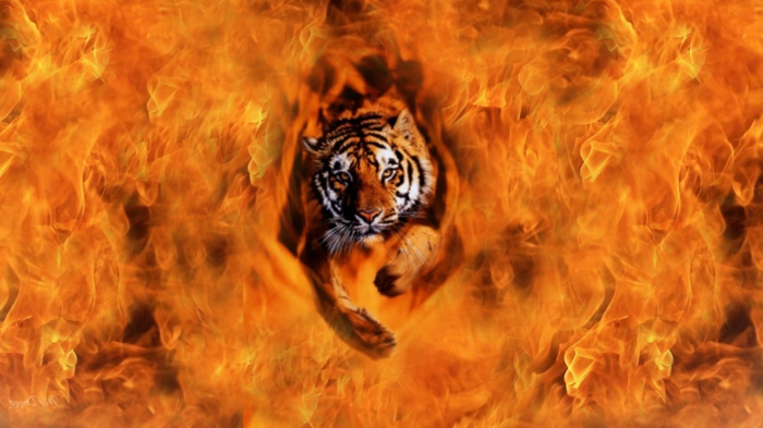 Tűz-tapéta-a-tigris