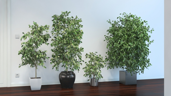 Ficus benjamina-vrlo jednostavan-care-biljka-čepovi za-dom-četiri