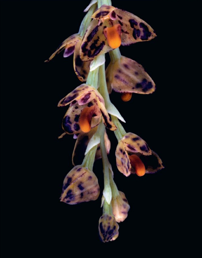 Színes Orhideen fajok-fekete háttér