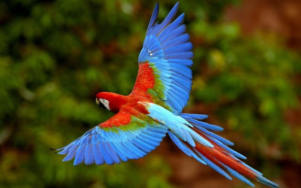 Flying Parrot Цветни папагалска папагали тапети папагал тапети