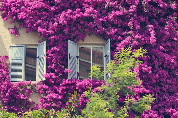 Escalade floraison-plante-violet
