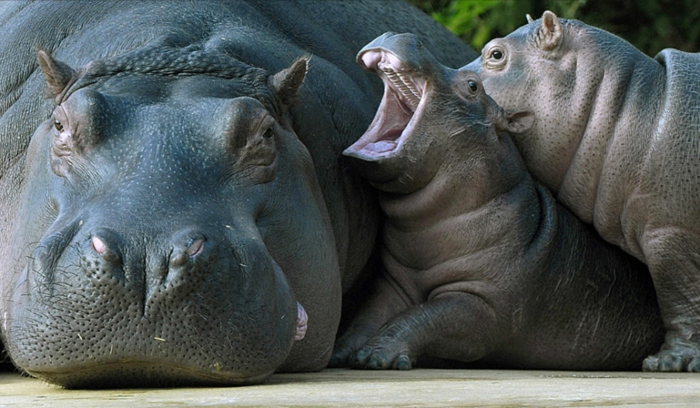 Майка на хипопотам и две бебета, страхотни животински картини, бебешки животни с родителите си, родителска любов в животинското царство