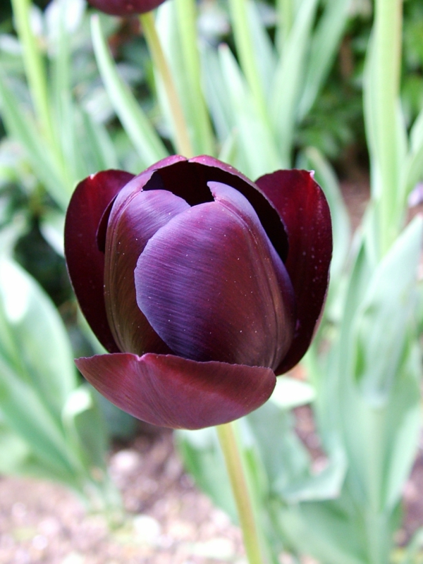 photo-of-a-très-beau-noir tulipe