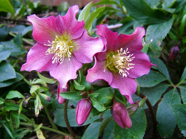 color de la primavera de flores de color rosa-helleborus