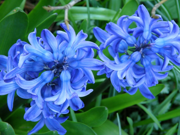 пролетни цветя зюмбюл растения и синьо-цвете