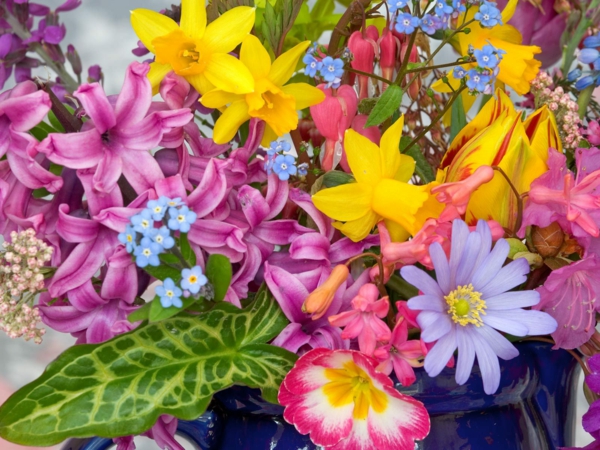 proljetni cvijet-narcisa-biljni-žuto-cvijeće - hyacinths