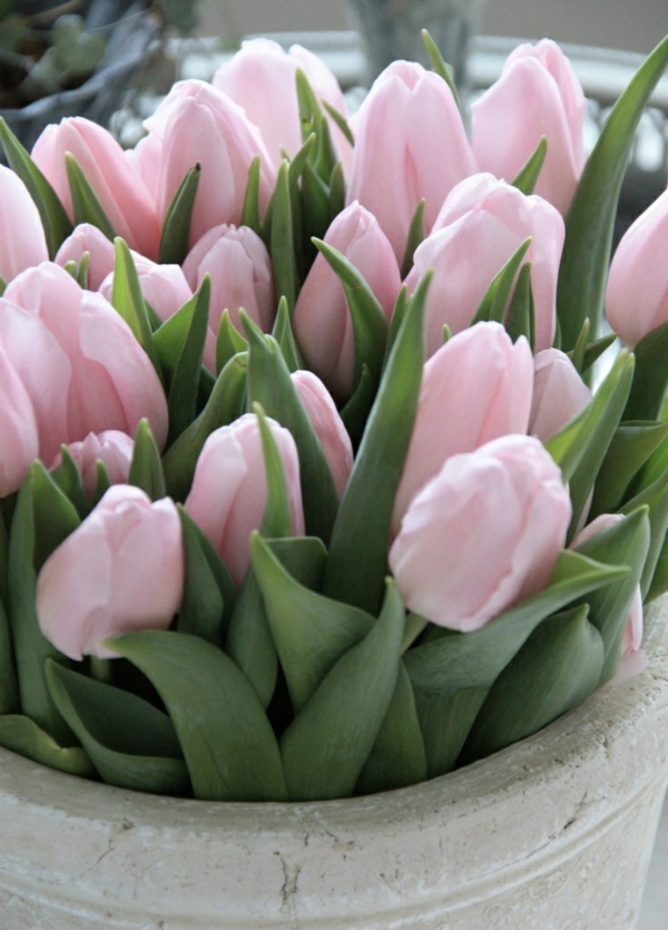 la primavera de flores de tulipán siembra-amarillo-flor