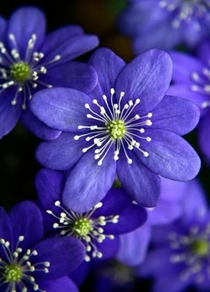 ताजा वसंत फूल-इन-बैंगनी रंग