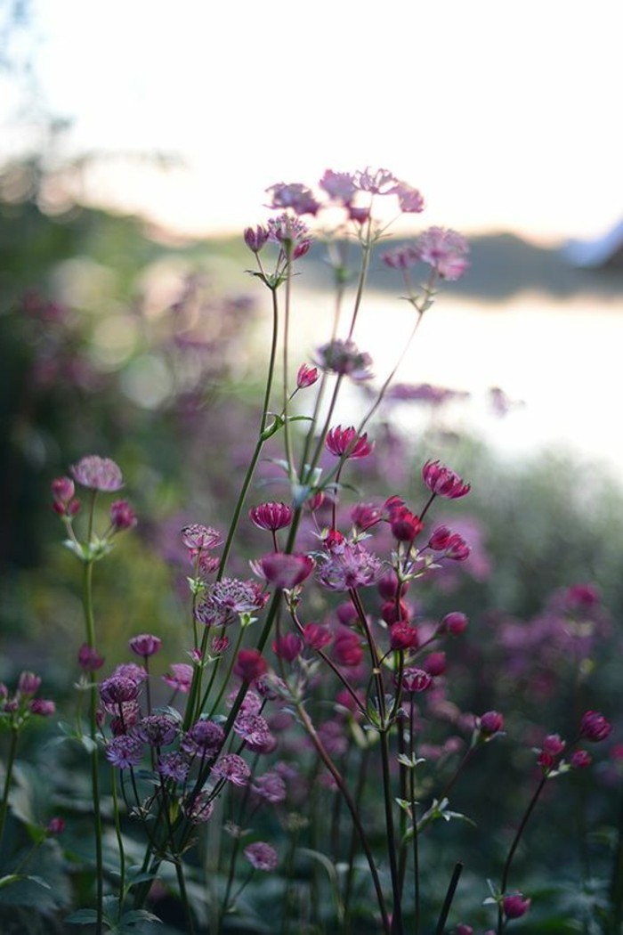 свежи пролетни цветя-в-розово-лилаво нюанси