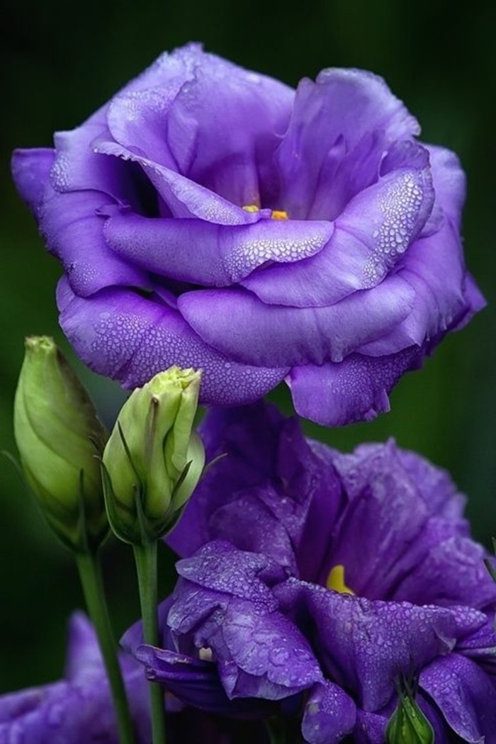 свежи пролетни цветя-с-красив-лилав цвят