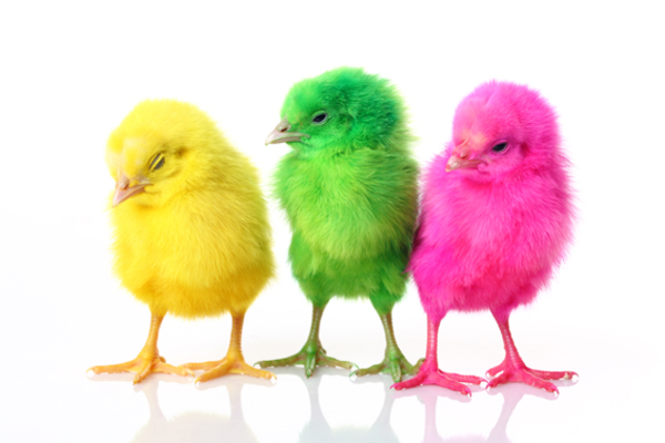 vidám-húsvét-három-színes-csirke-szuper édes és hűvös képet
