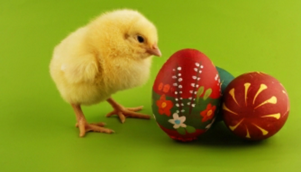 щастлив Велик пиле и яйца супер сладък и готин картина