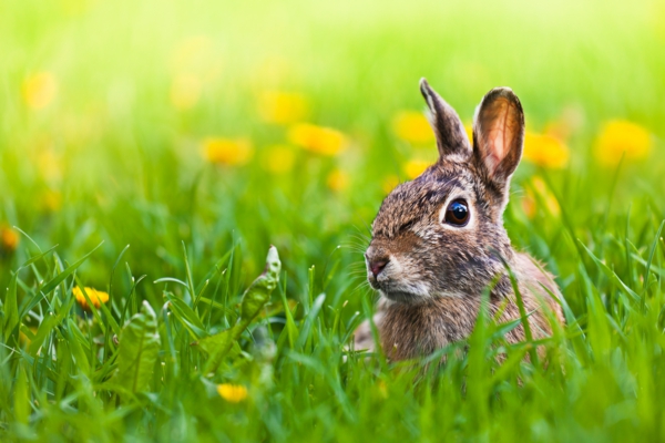 happy-easter-bunny-in-the-трева-супер сладък и готина картина