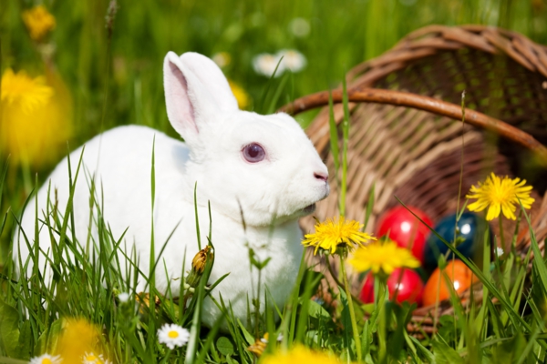 vidám-húsvéti nyuszi-szobor-tojás-kosár-fű-szuper aranyos és jó kép