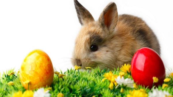 весела-великденска-зайче-и-колоритен-яйца-супер сладък и готина картина