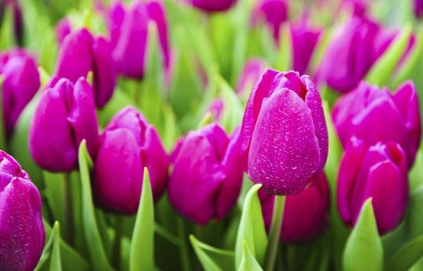 Tulip-the-kupiti-tulipanima tulipan-in-Amsterdam-tulipana pozadina fruehlingsblume pozadina tulipana sadnje