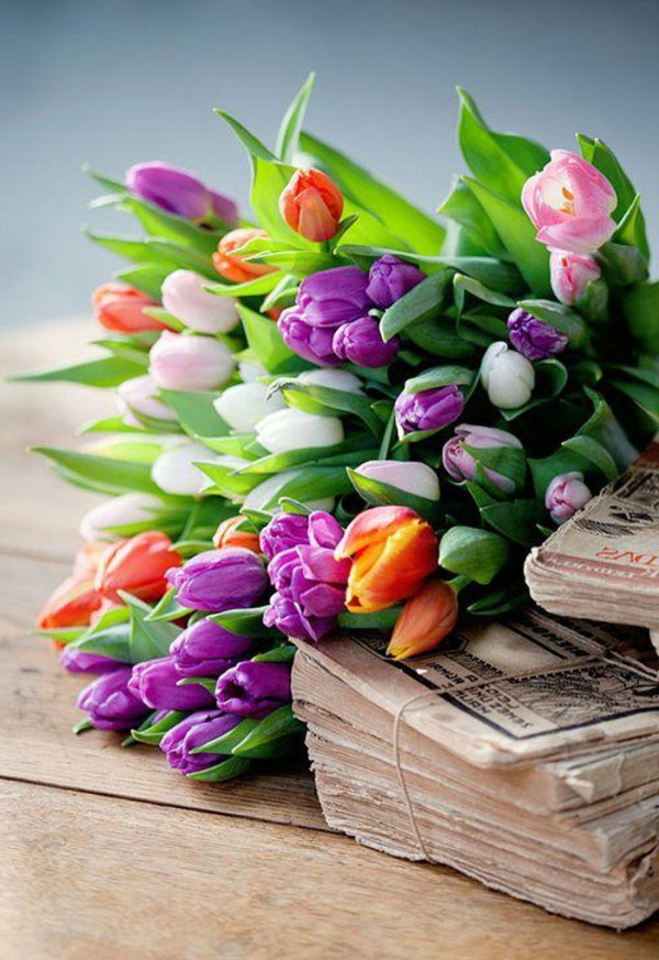 godine-lijepa pozadina tulipana sadnju tulipana-the-kupiti-tulipanima tulipan-in-Amsterdam-lala pozadinu