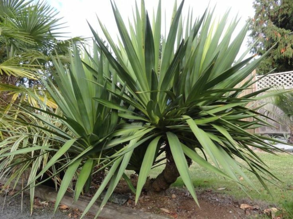vrt-dizajn-juka-biljka-vrtne biljke-palme-deco-by-the-vrtu