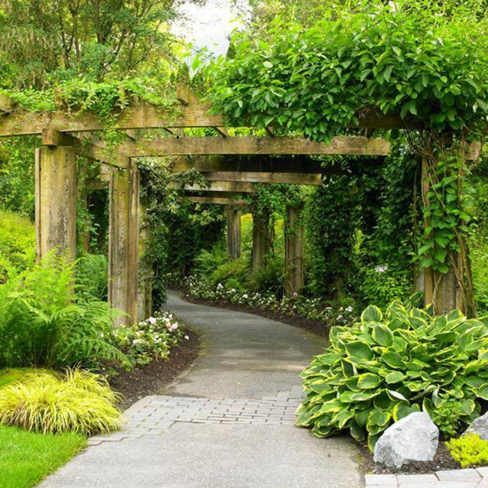 градина-разкрасяване-много красива зелена растителна