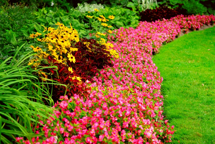 زهور ملونة جميلة - تصميم الحديقة