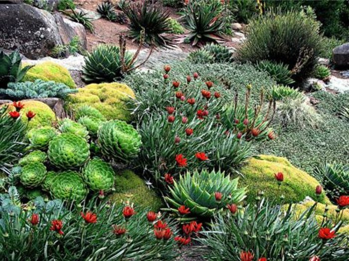 kert tervezési ötletek-Alpineum természetes kőből vörös virágok-kaktuszok