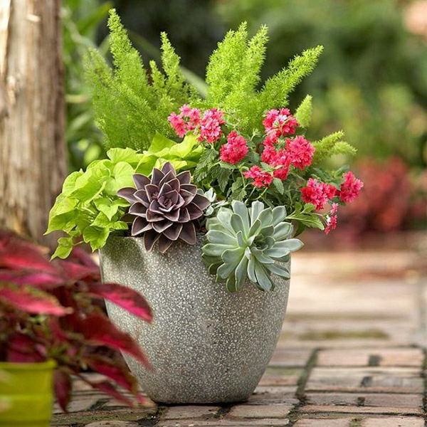 jardin idées-jardin-automne pot plantes plantes d'intérieur
