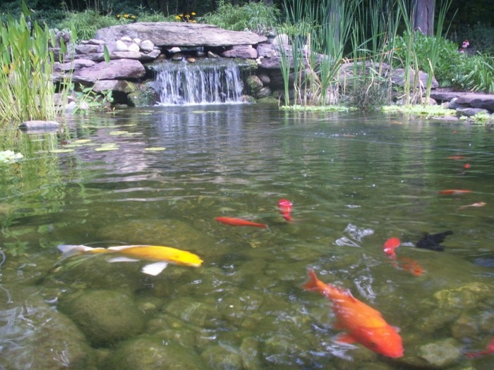 gartenteich δημιουργήσετε δημιουργήσετε με ψάρια-α-κήπο pond-