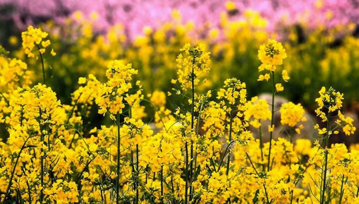 Жълто цвете за начало на пролетта