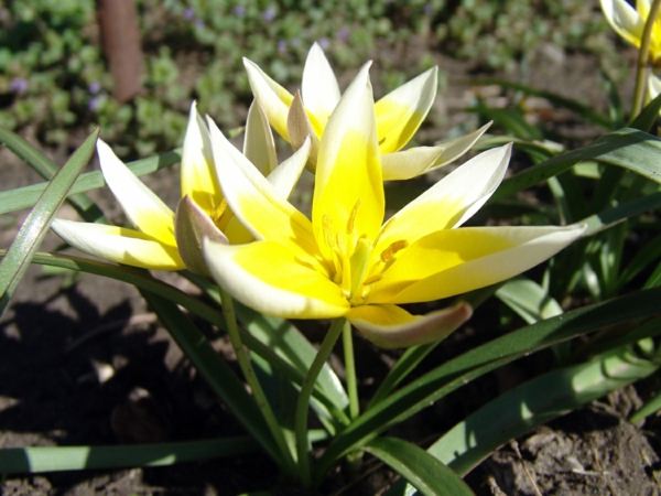 flores amarillas de primavera en el macizo de flores