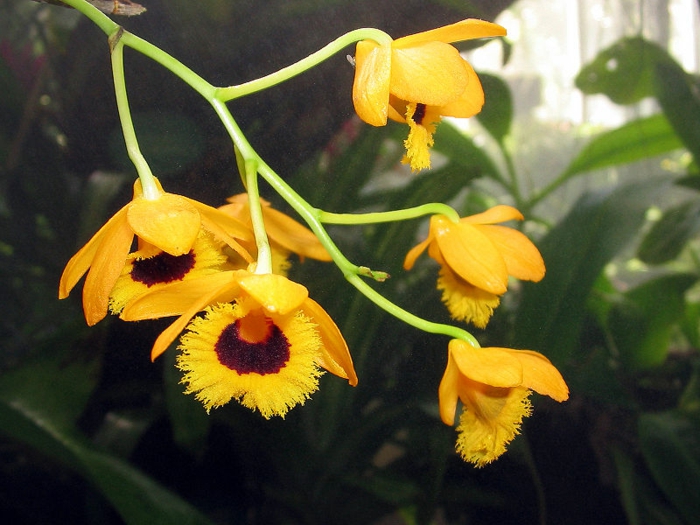 sárga-Orhideen fajok