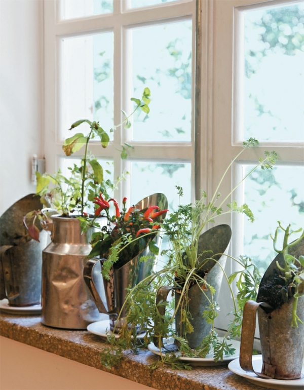 gemüsepflanzen-an-der-Fensterbank