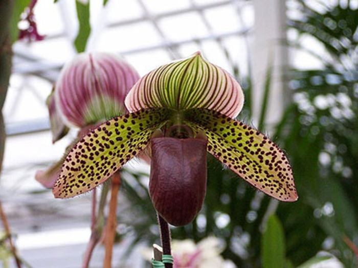 Isprekidani Orhideen vrste