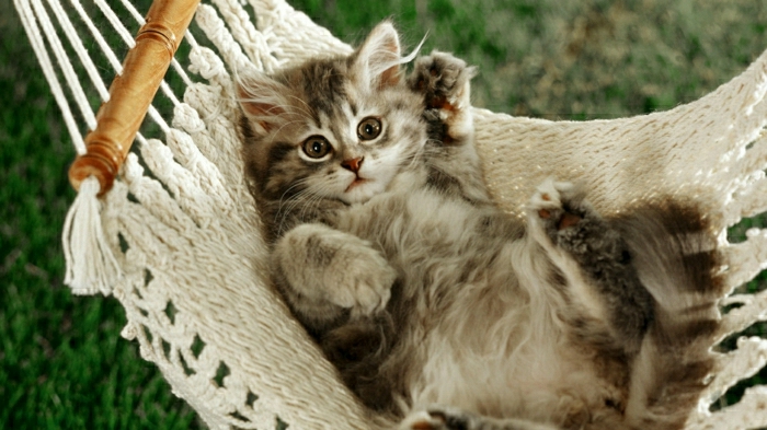 Kötött függőágy-for-Cat elegáns, kényelmes kiscicák