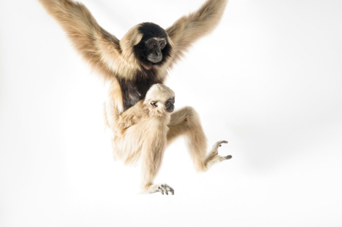 сладки gibbons майка и бебе, сладки бебе животни с родителите си - страхотни снимки