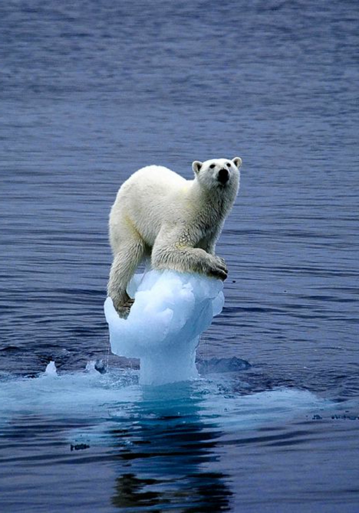 глобалното затопляне-полярната още-а-тъжен решения