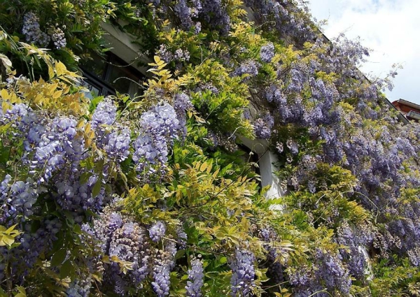 glycines bleu pluie glycines-façade vert-violet pitons