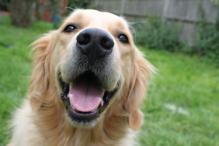 or-chien d'arrêt-happy face-cool photo