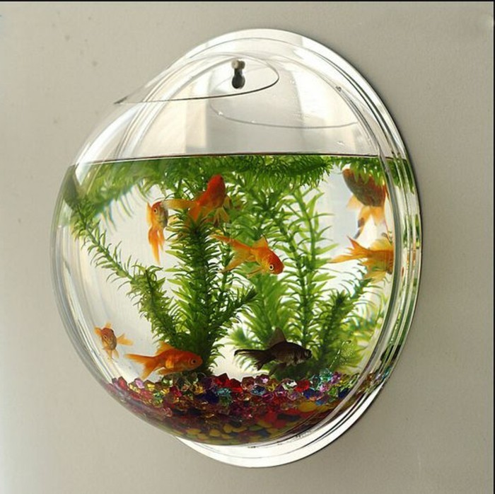златни рибки аквариум-устройство-аквариум-деко-многоцветни камъни-водни растения
