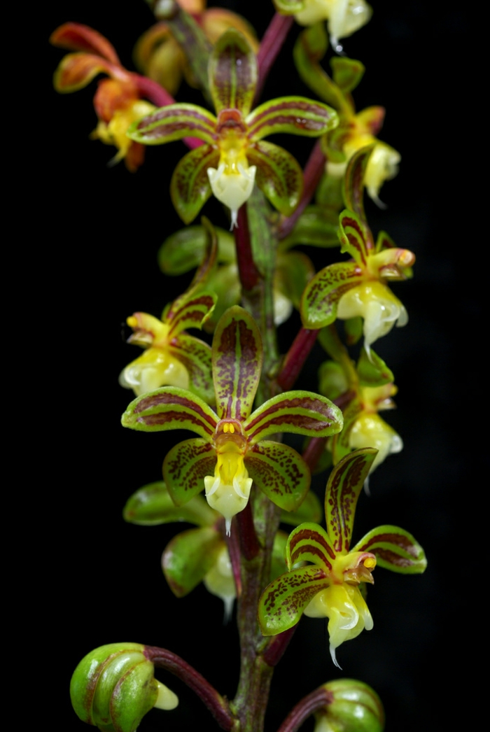 zeleno-smeđe-Orhideen vrste