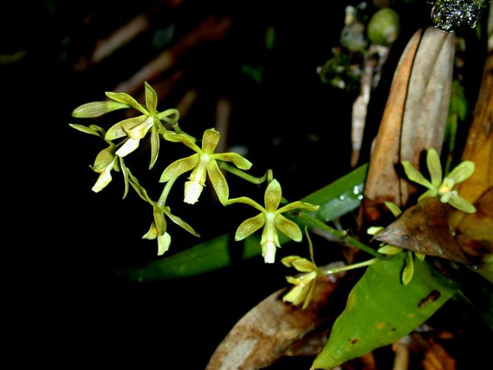 מינים ירוק-Orhideen