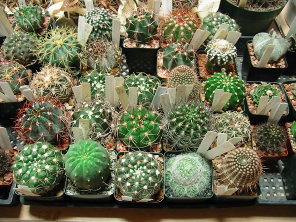 zöld-kaktusz faj - nagyon édes