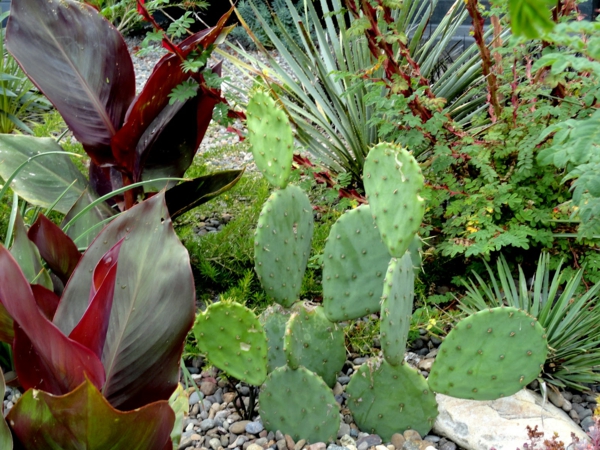 zeleno-kaktusi-moderni vrt-dizajn-lijepe ideje