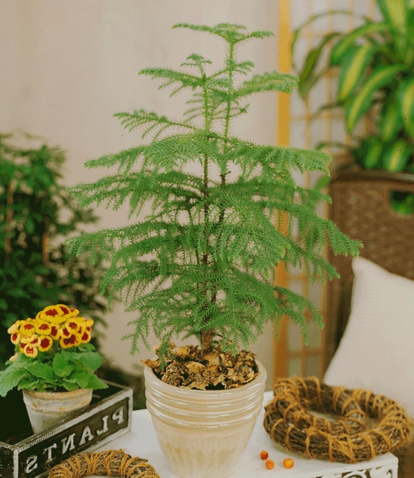green-außergewönliche-plantas de interior dormitorio abeto