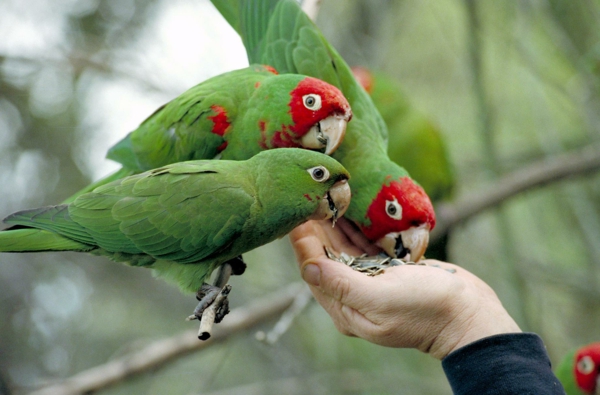 Green Parrot Colorful Папагали Папагали-paintings-