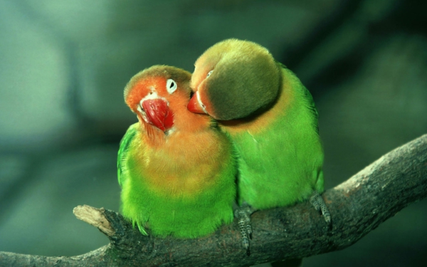 Zelena papiga Šarena papiga papiga pozadina papiga-zelena