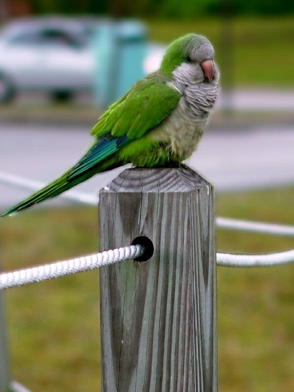 Zelena papiga Šarena papiga papiga pozadina papiga