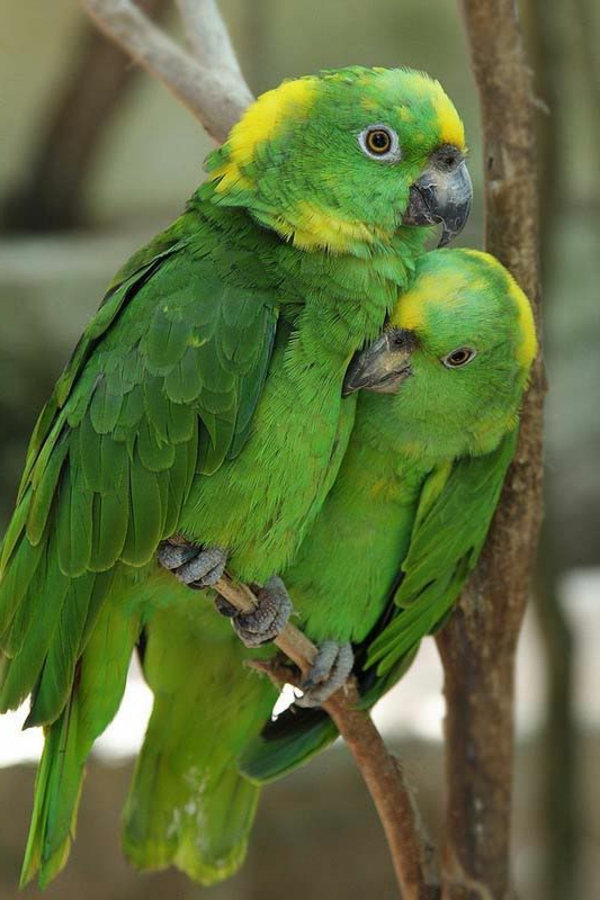Green Parrot Colorful Parrot Parrot тапети