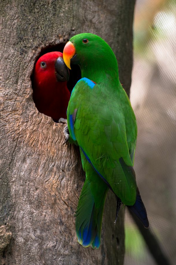 -grüner Parrot Colorful Parrot Parrot тапети