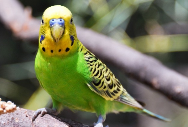--grüner Parrot Šareni papiga papiga tapeta