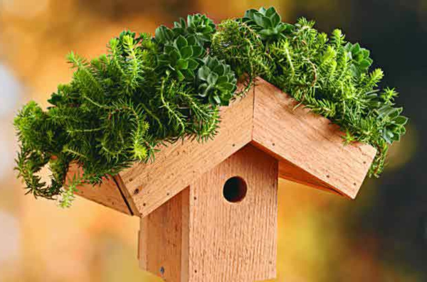зелен покрив-birdhouse-самостоятелно изграждане-зелено засаждане